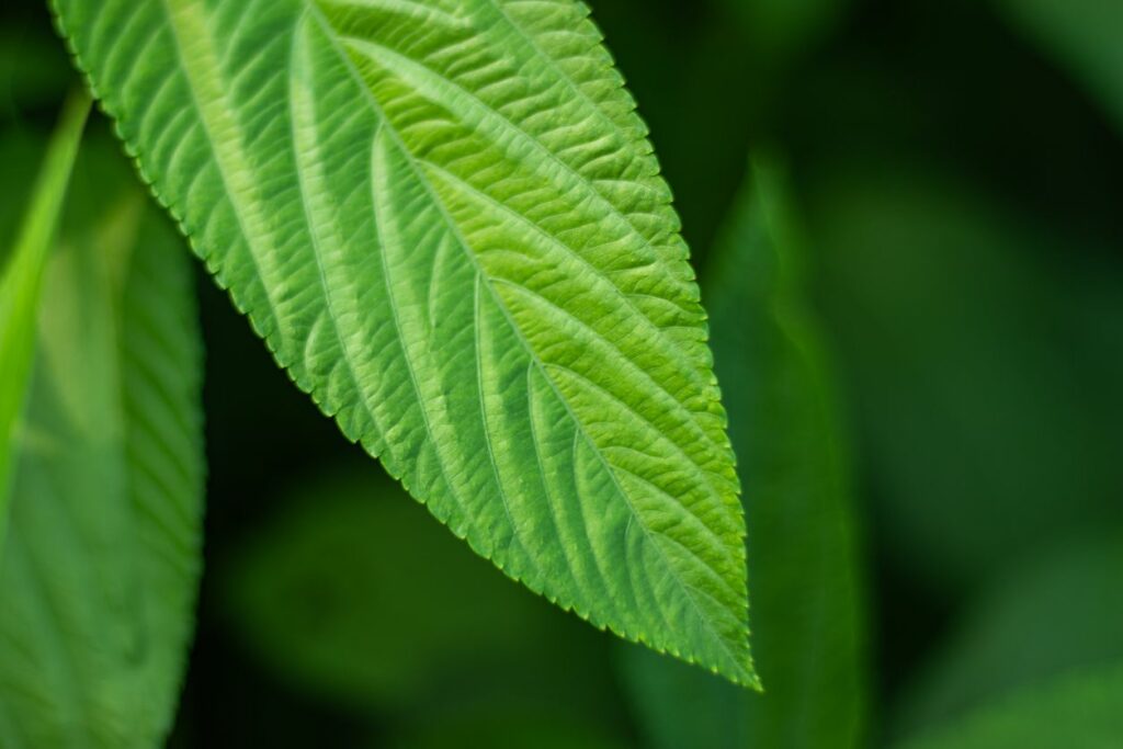 Tossa Jute (Corchorus olitorius)