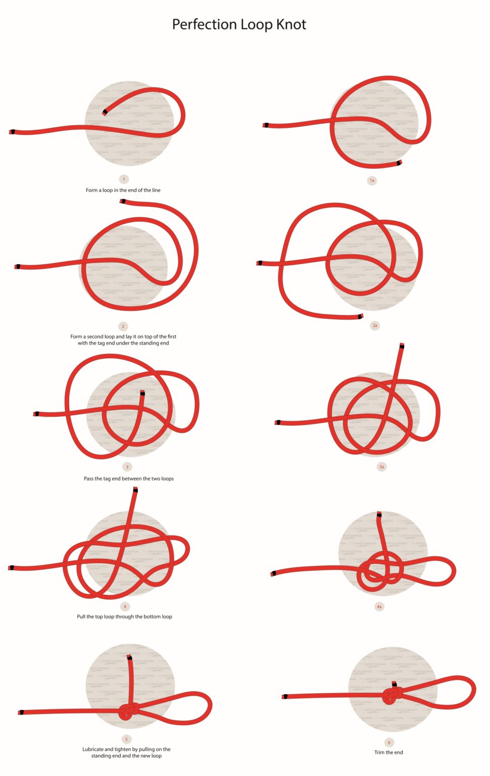 Illustrated Guide How to Tie a Perfection Loop Knot