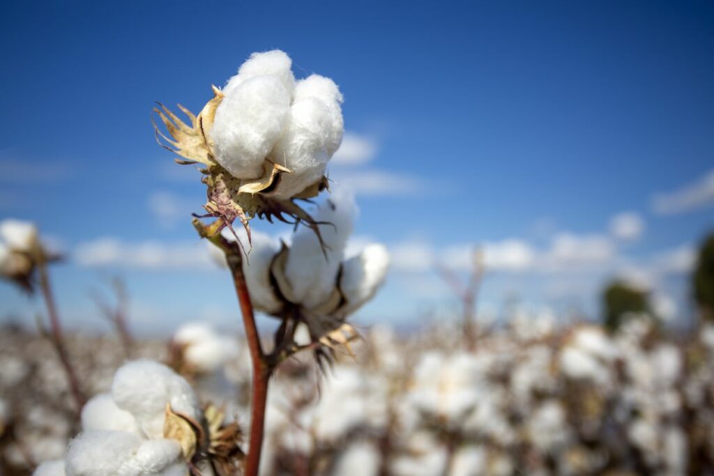 Genus Gossypium - cotton plant