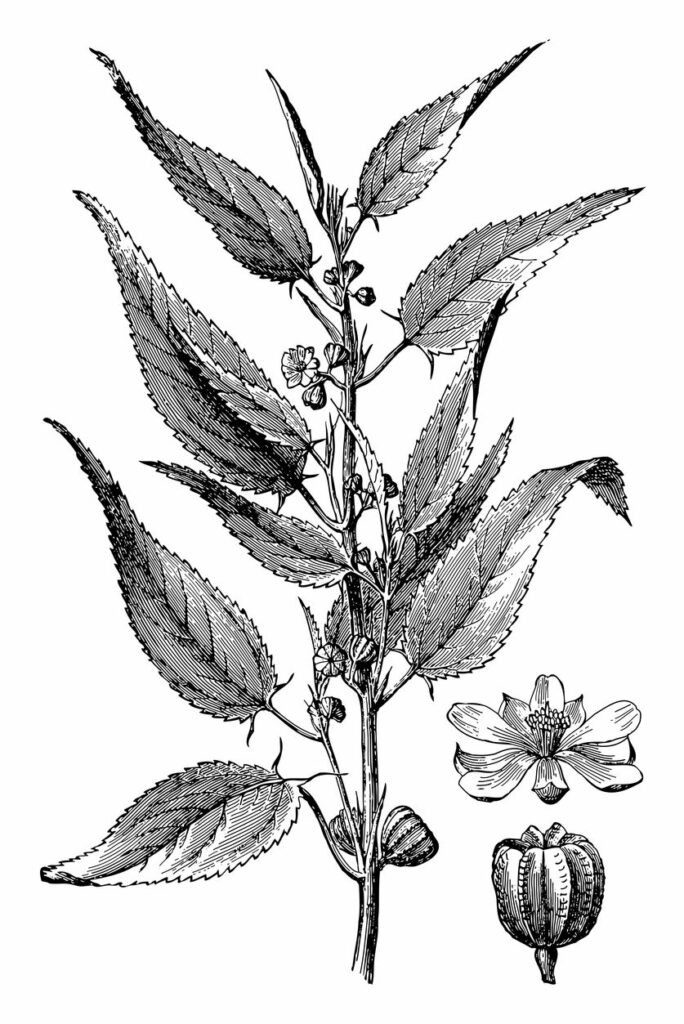 White Jute (Corchorus capsularis)